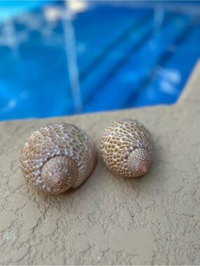 Set of 2 Partridge Tun (Tonna perdix) Shells